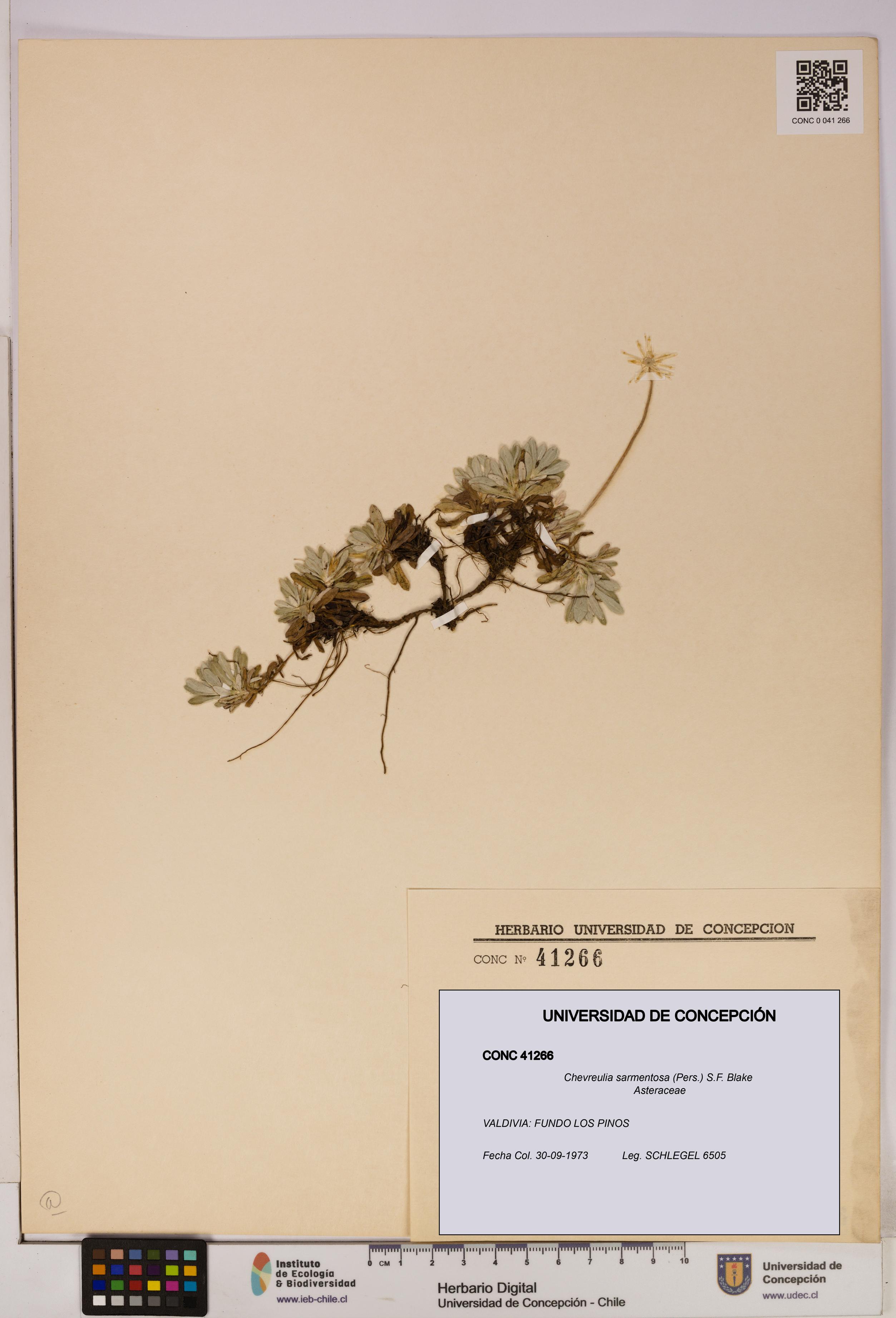 Chevreulia sarmentosa [Espécimen: UDEC:CONC:0041266]