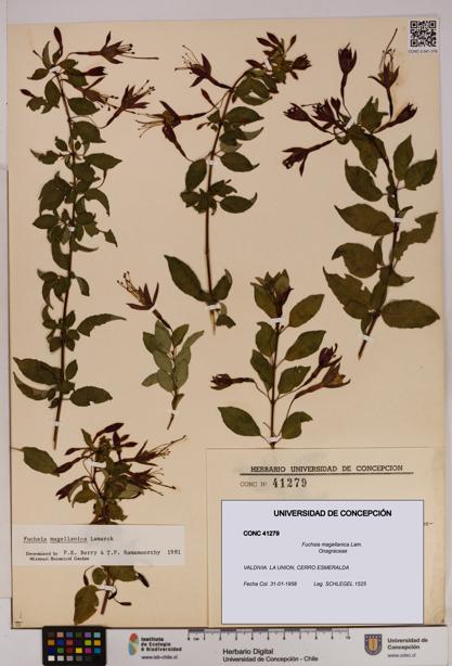Fuchsia magellanica [Espécimen: UDEC:CONC:0041279]