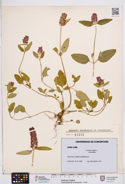 Prunella vulgaris [Espécimen: ]