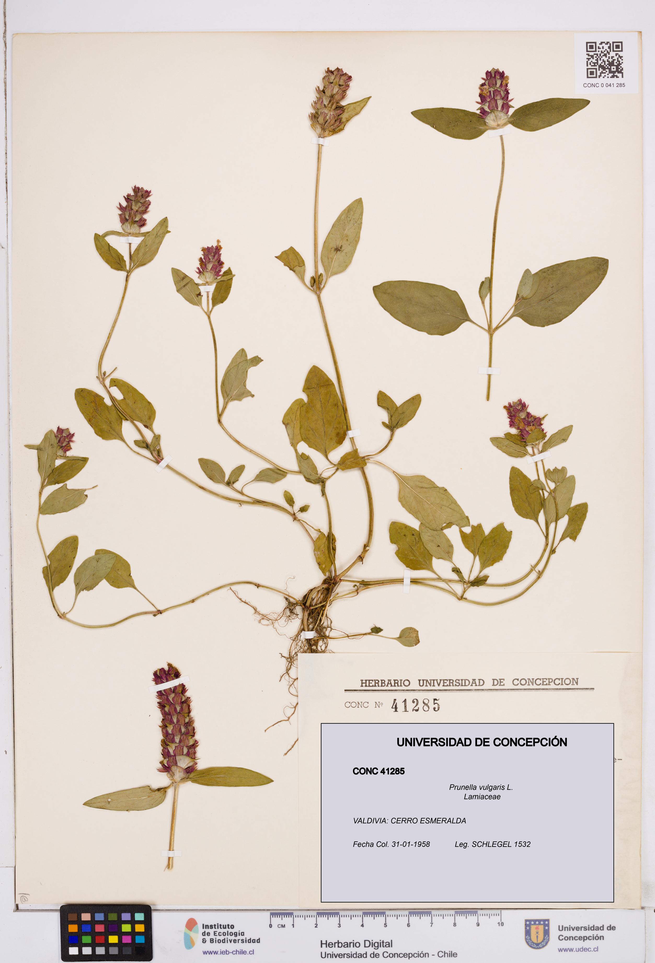 Prunella vulgaris [Espécimen: ]