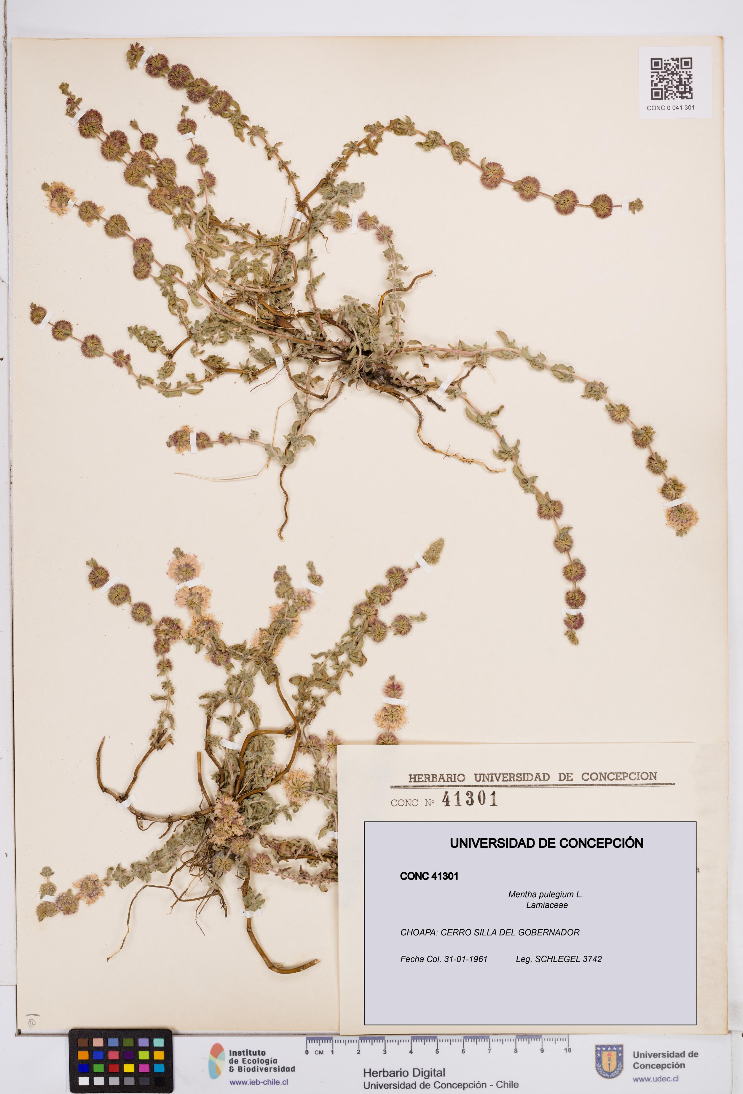 Mentha pulegium [Espécimen: ]
