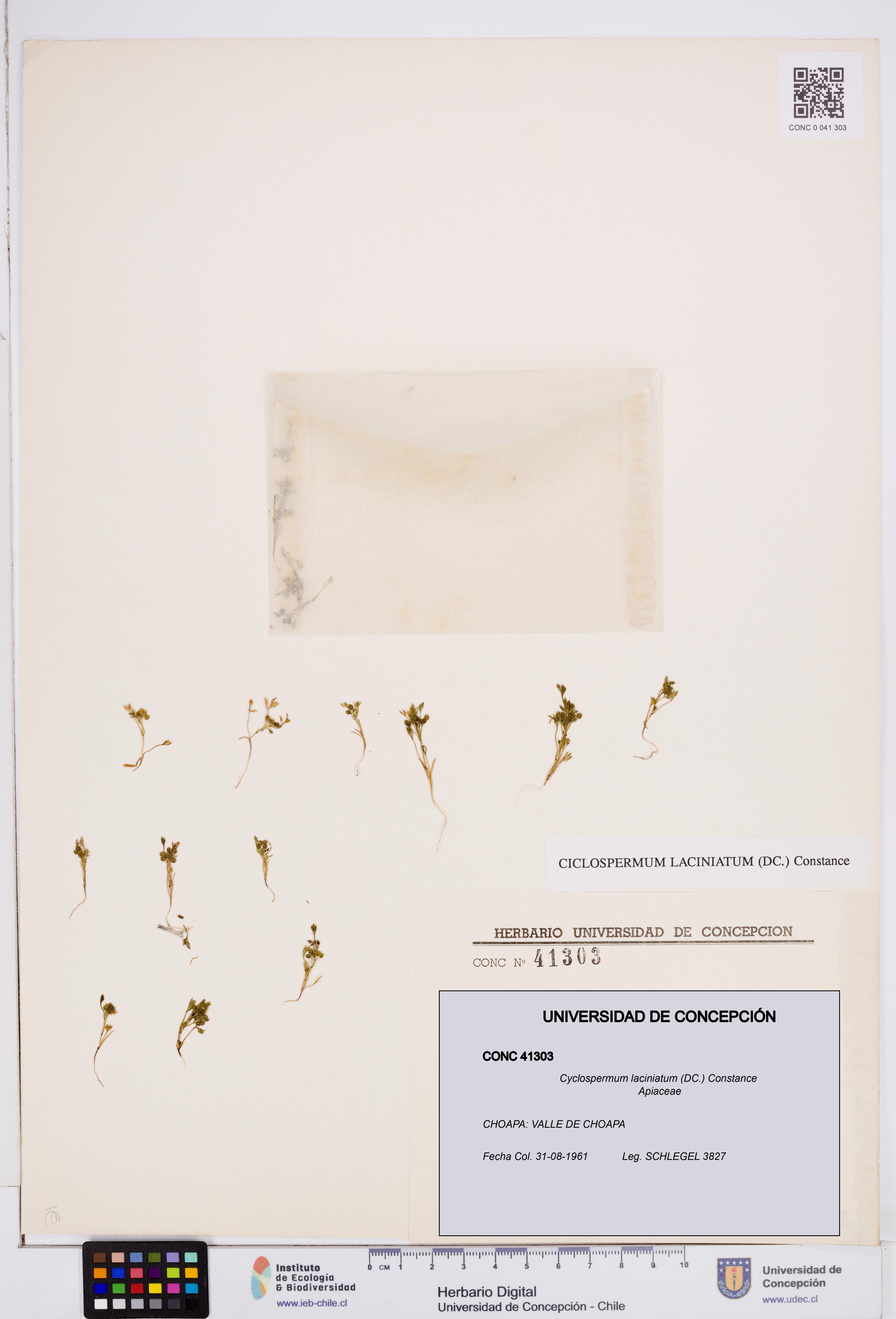 Cyclospermum laciniatum [Espécimen: ]