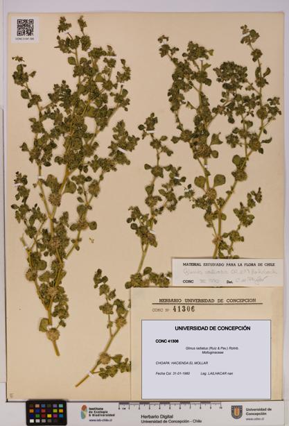 Glinus radiatus [Espécimen: UDEC:CONC:0041306]