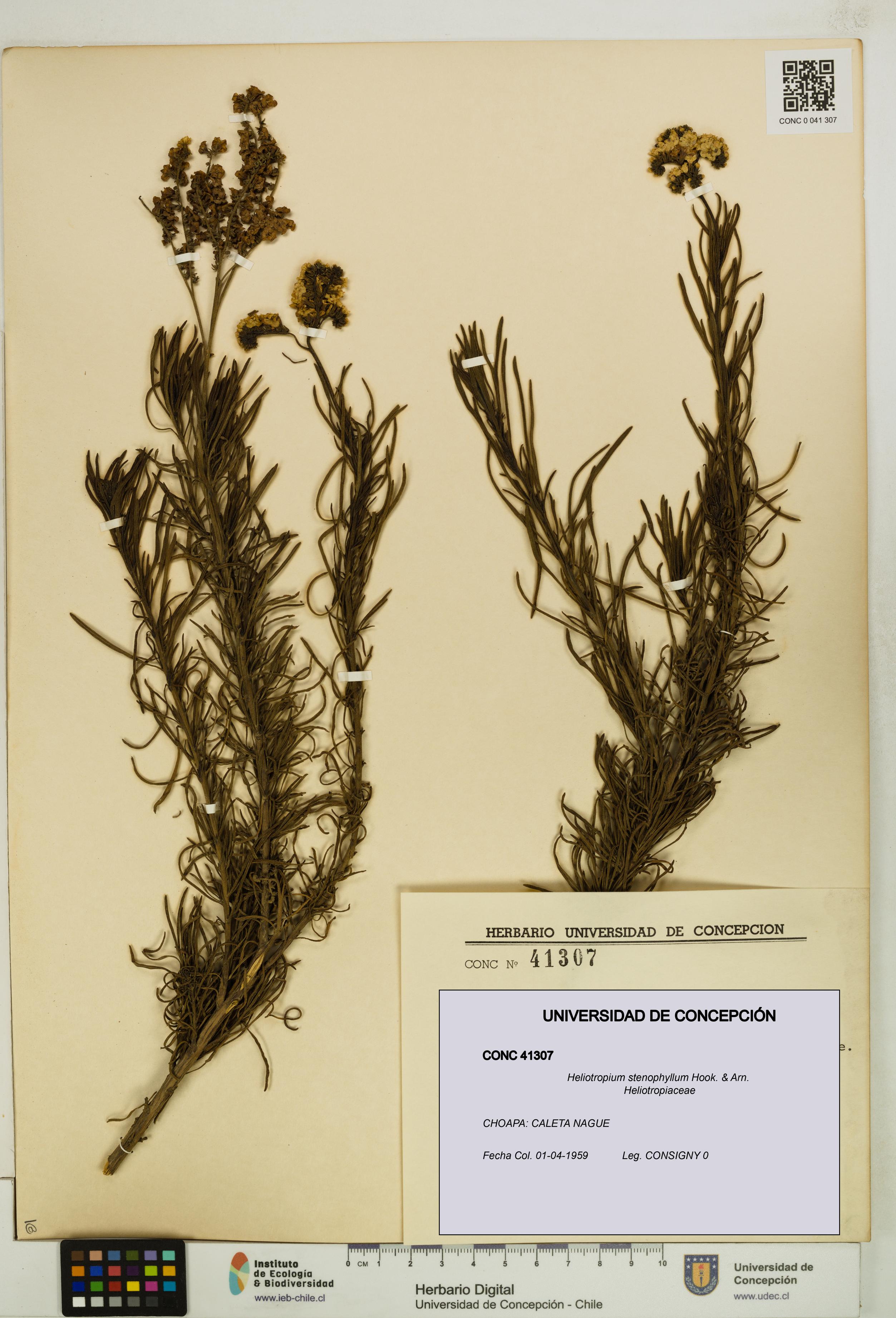 Heliotropium stenophyllum [Espécimen: UDEC:CONC:0041307]