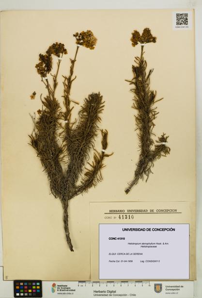 Heliotropium stenophyllum [Espécimen: UDEC:CONC:0041310]