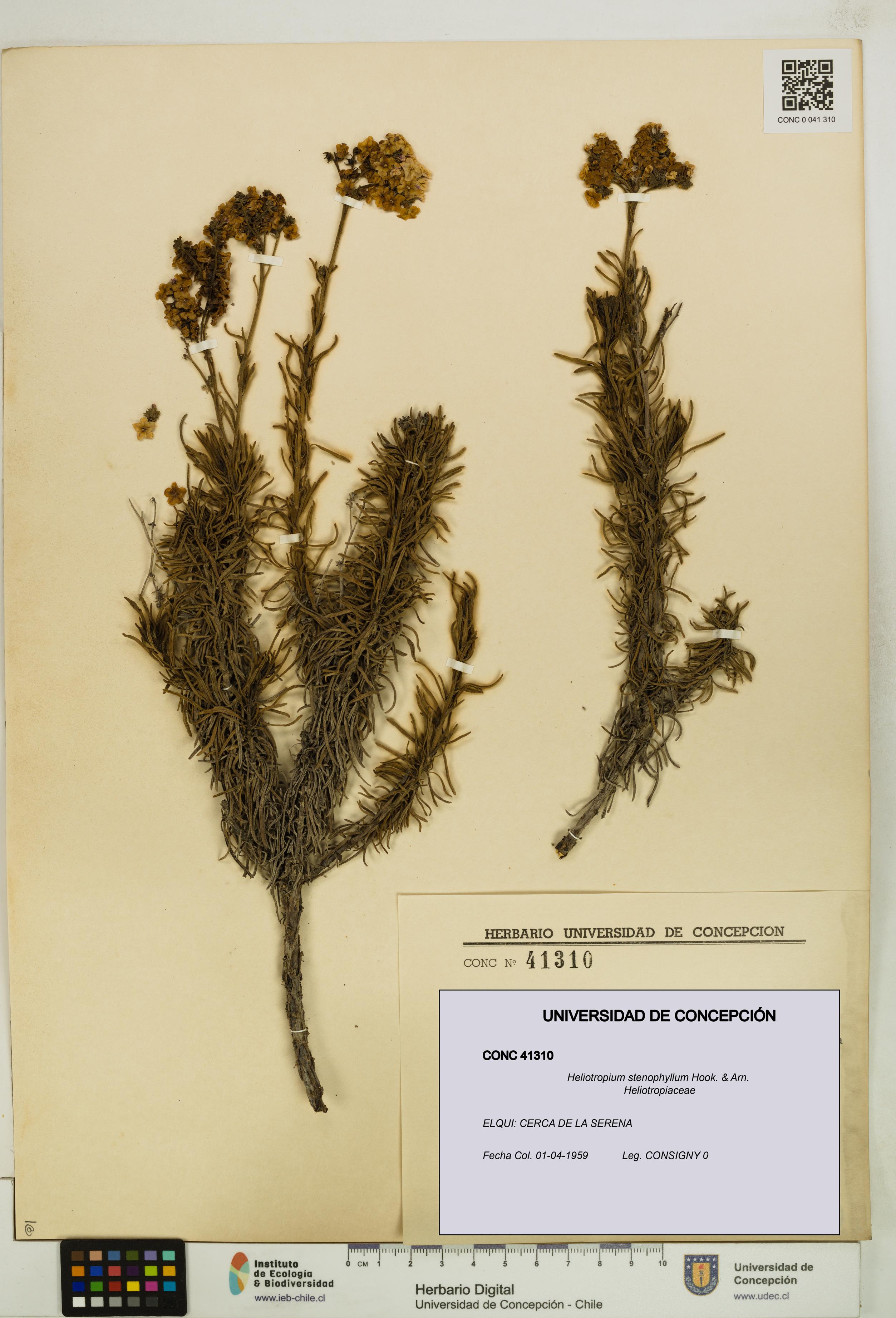 Heliotropium stenophyllum [Espécimen: UDEC:CONC:0041310]
