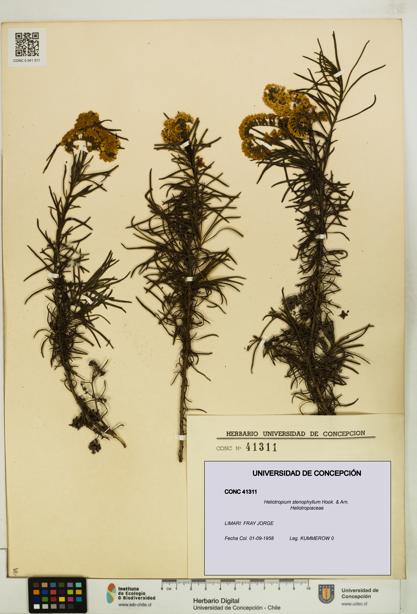 Heliotropium stenophyllum [Espécimen: UDEC:CONC:0041311]