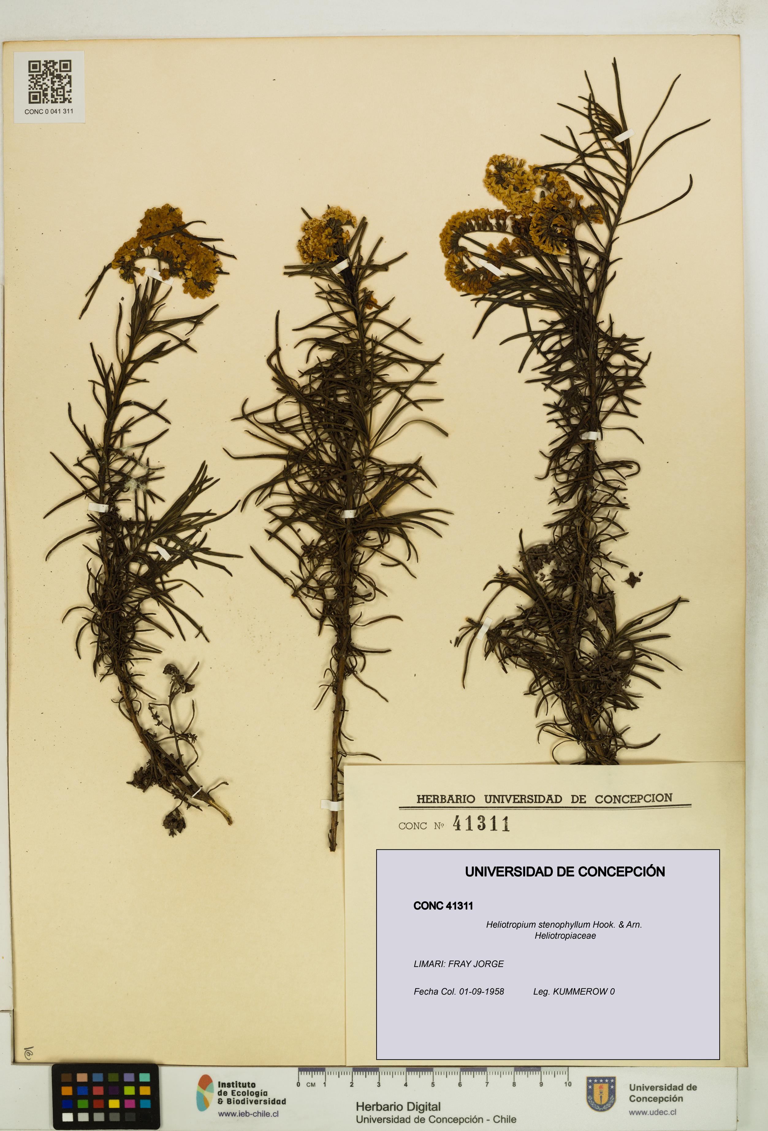 Heliotropium stenophyllum [Espécimen: UDEC:CONC:0041311]