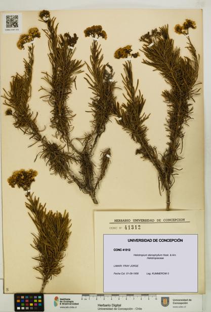 Heliotropium stenophyllum [Espécimen: UDEC:CONC:0041312]