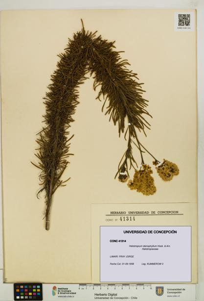 Heliotropium stenophyllum [Espécimen: UDEC:CONC:0041314]