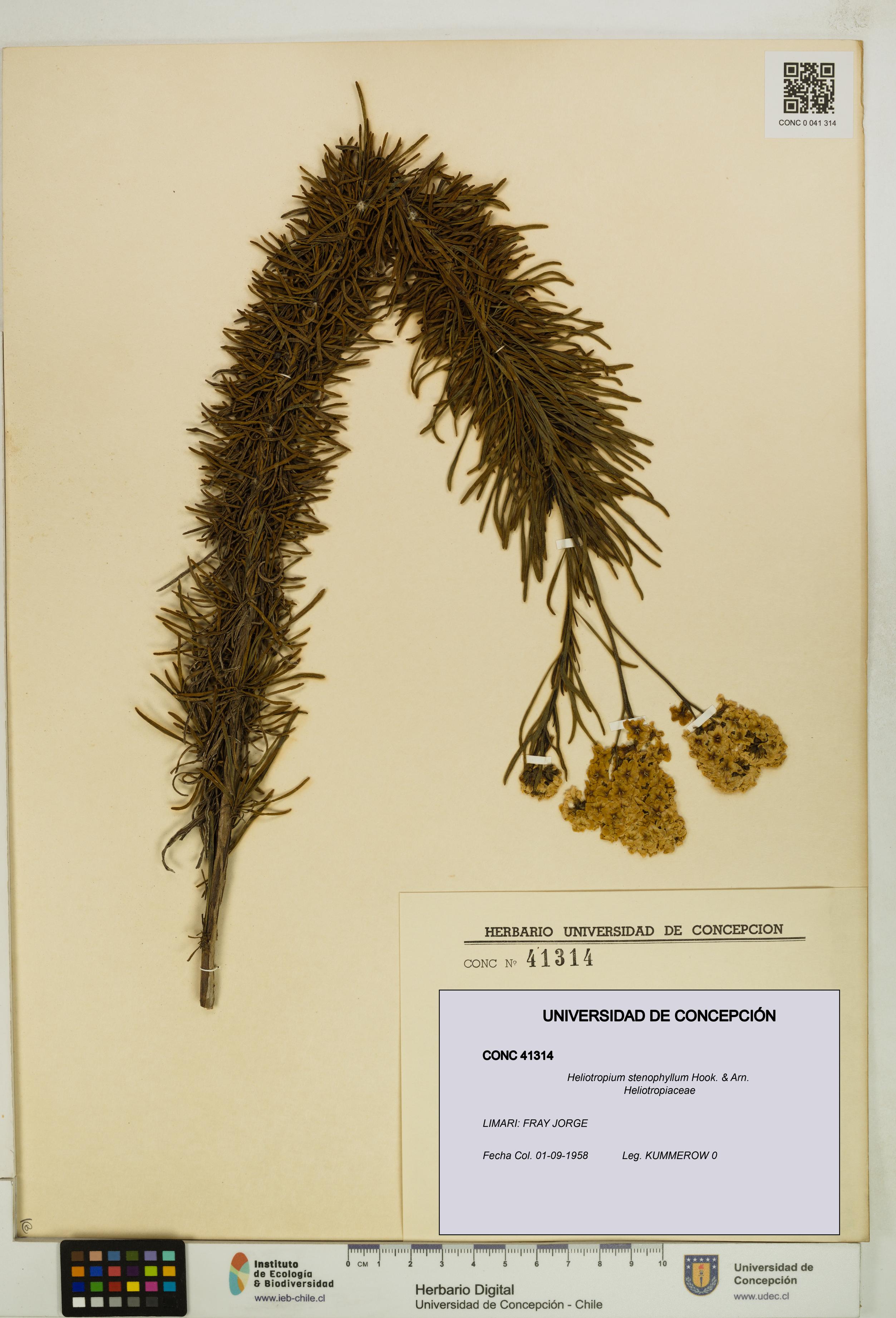 Heliotropium stenophyllum [Espécimen: UDEC:CONC:0041314]