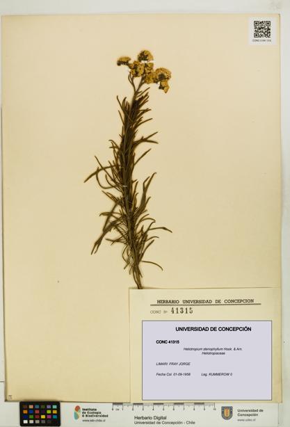 Heliotropium stenophyllum [Espécimen: UDEC:CONC:0041315]