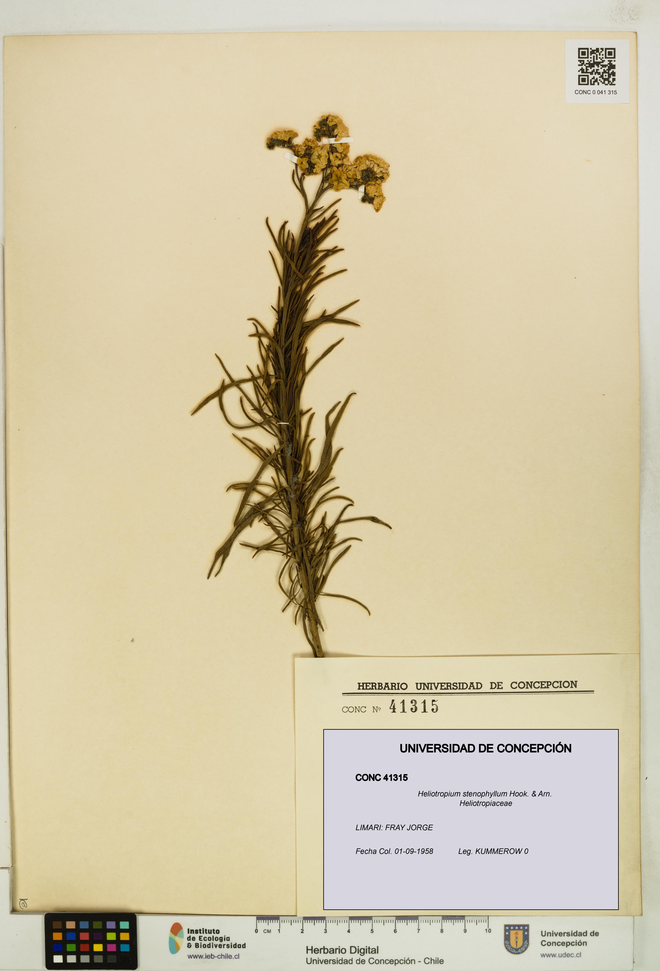 Heliotropium stenophyllum [Espécimen: UDEC:CONC:0041315]