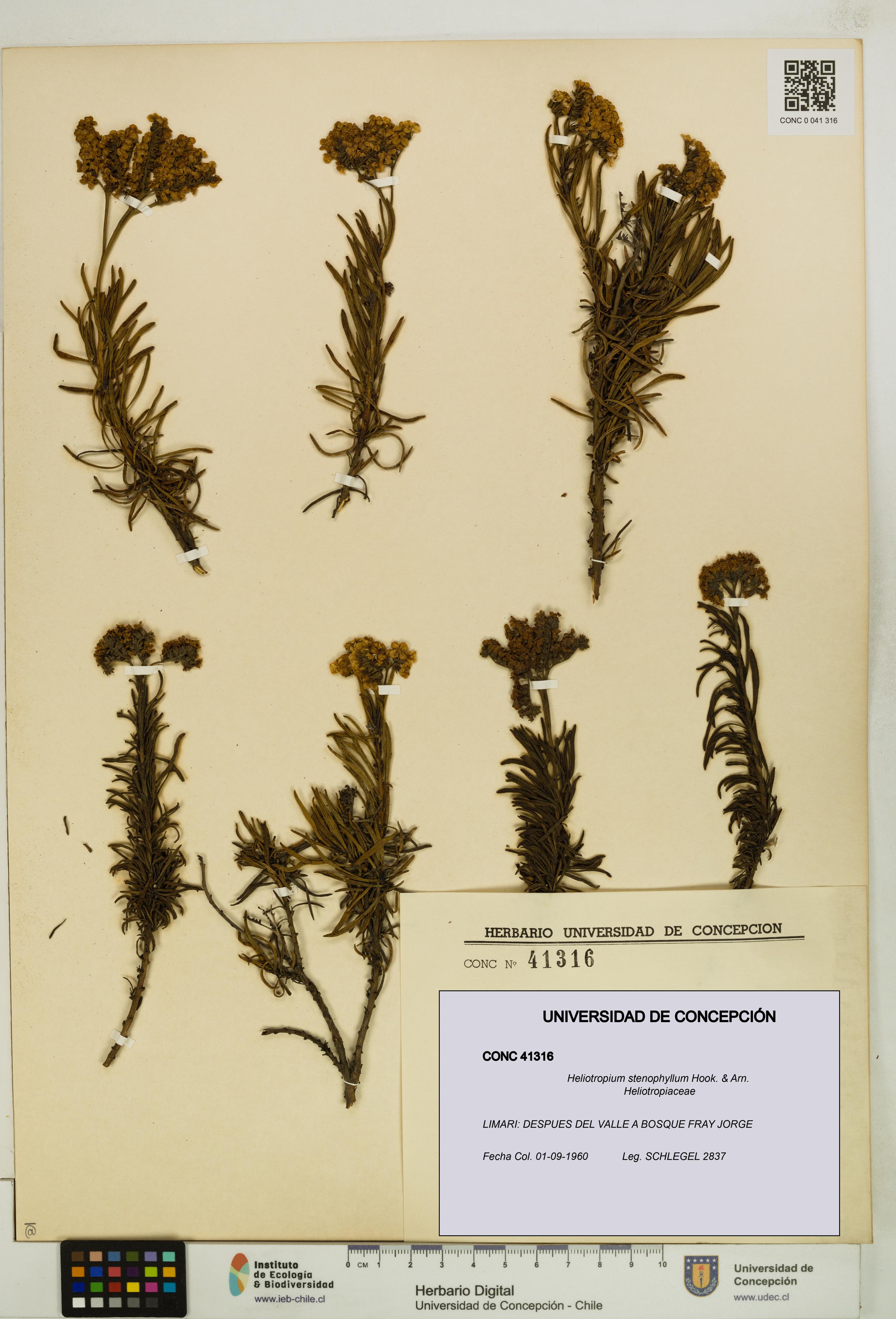 Heliotropium stenophyllum [Espécimen: UDEC:CONC:0041316]