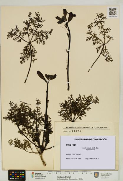 Argylia radiata [Espécimen: UDEC:CONC:0041324]