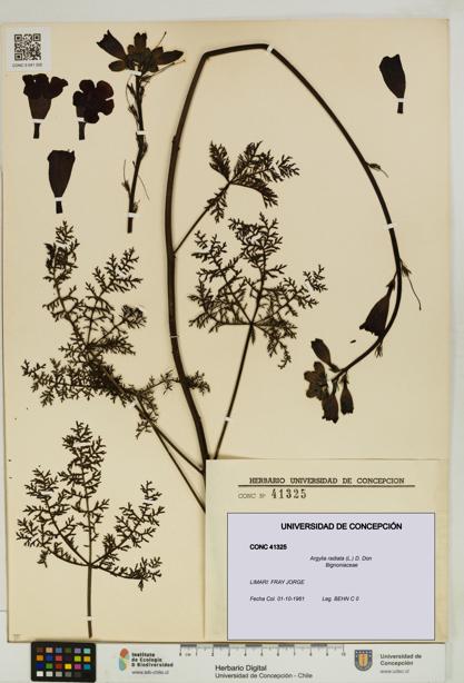Argylia radiata [Espécimen: UDEC:CONC:0041325]