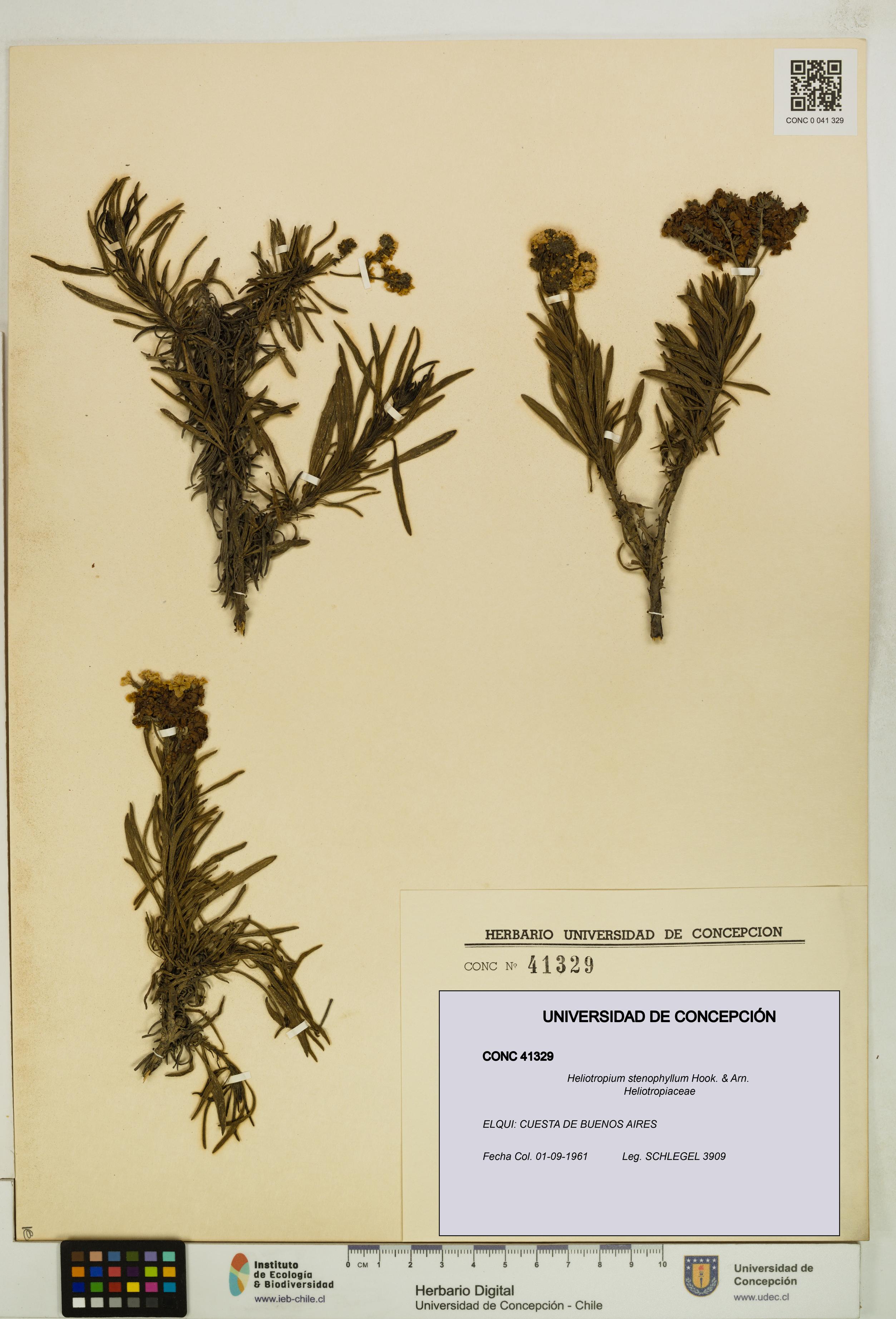 Heliotropium stenophyllum [Espécimen: UDEC:CONC:0041329]