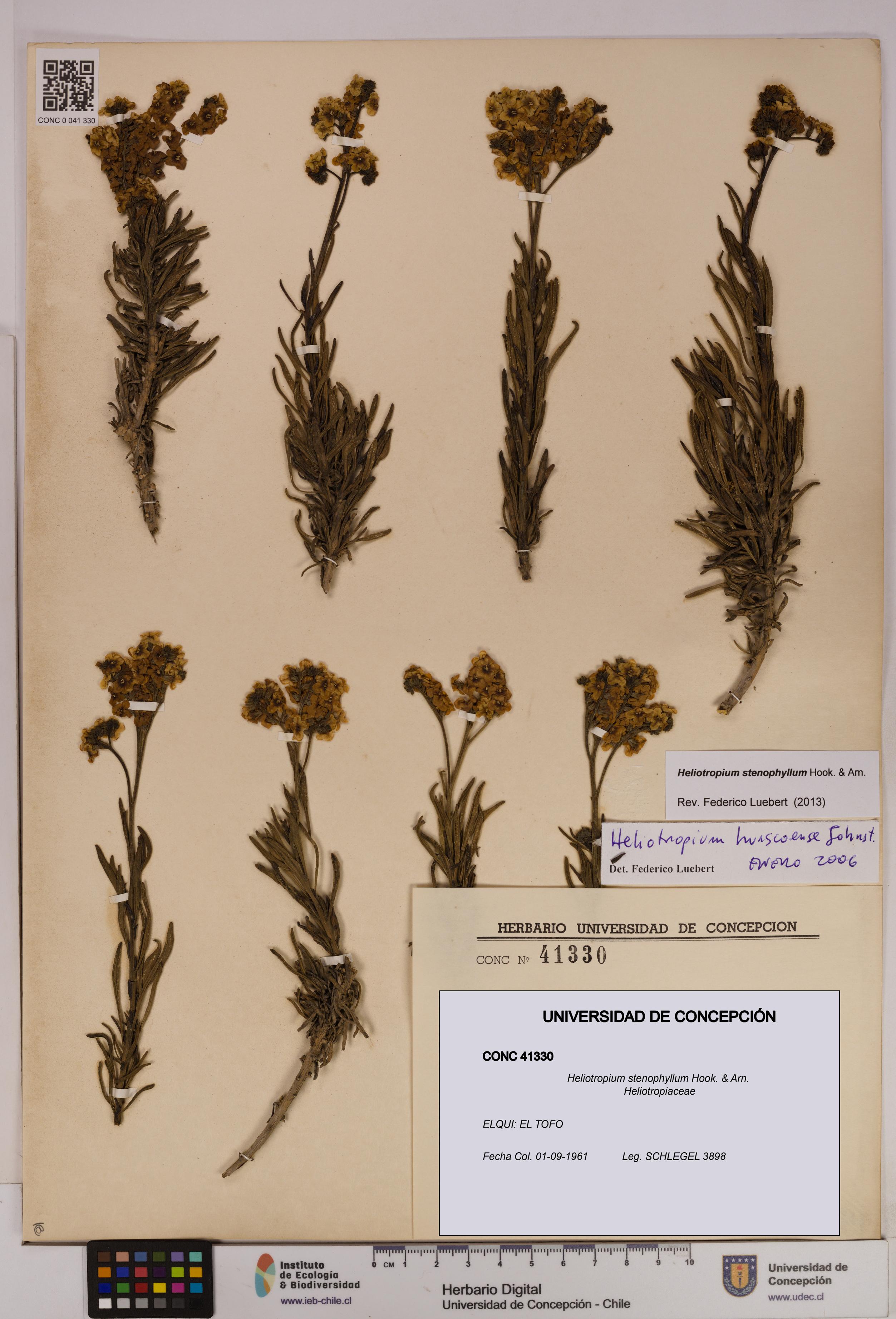 Heliotropium stenophyllum [Espécimen: UDEC:CONC:0041330]