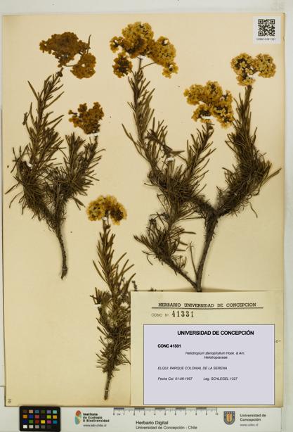 Heliotropium stenophyllum [Espécimen: UDEC:CONC:0041331]