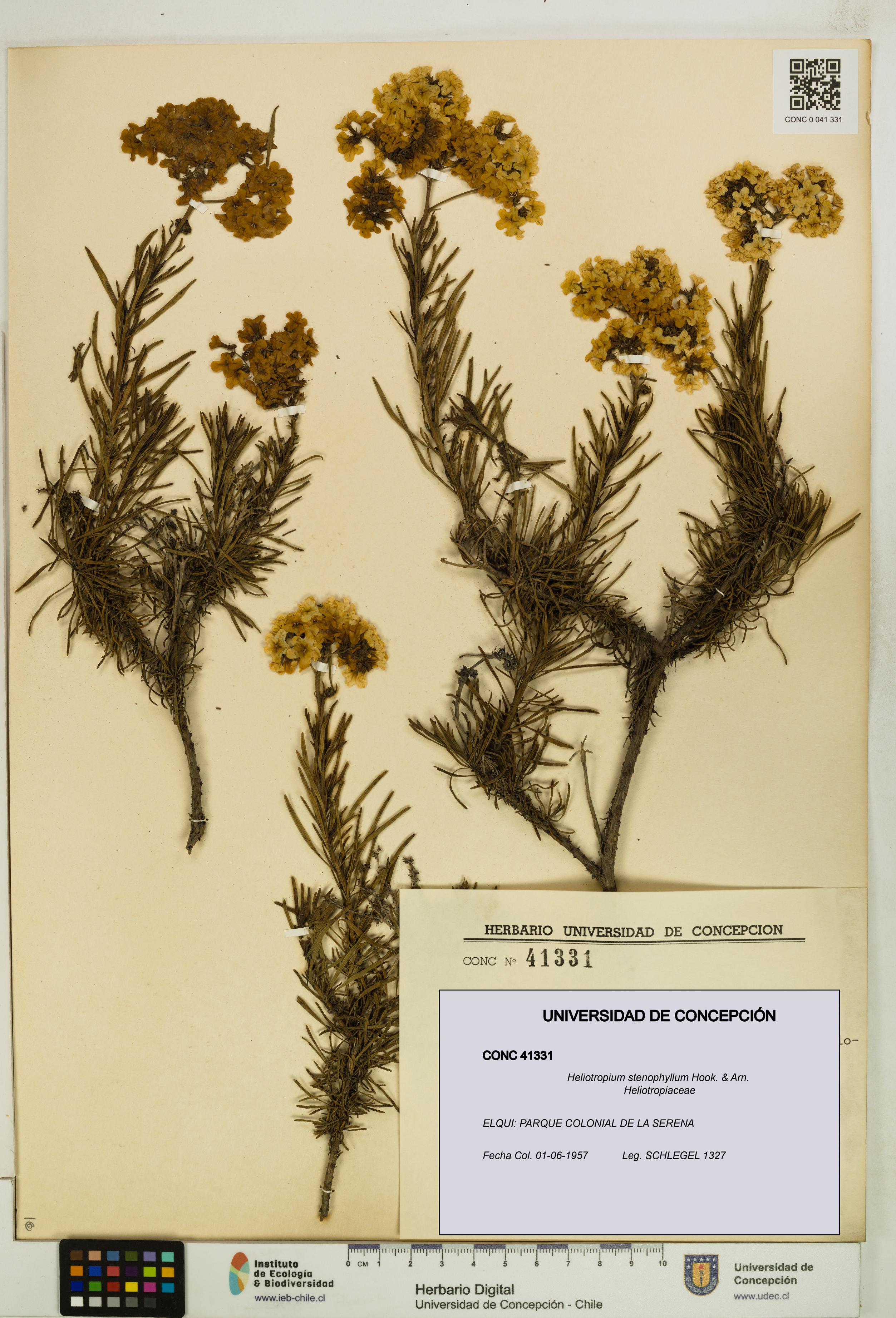 Heliotropium stenophyllum [Espécimen: UDEC:CONC:0041331]