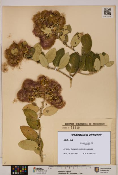 Proustia pyrifolia [Espécimen: UDEC:CONC:0041349]