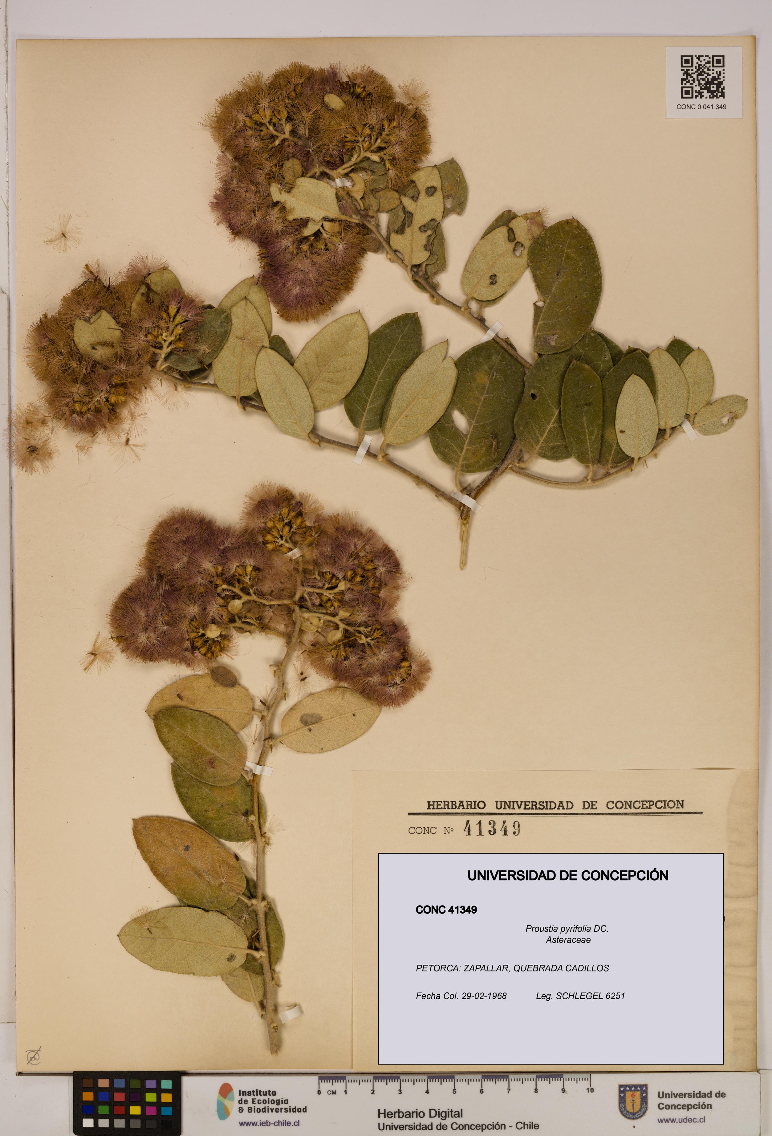 Proustia pyrifolia [Espécimen: UDEC:CONC:0041349]