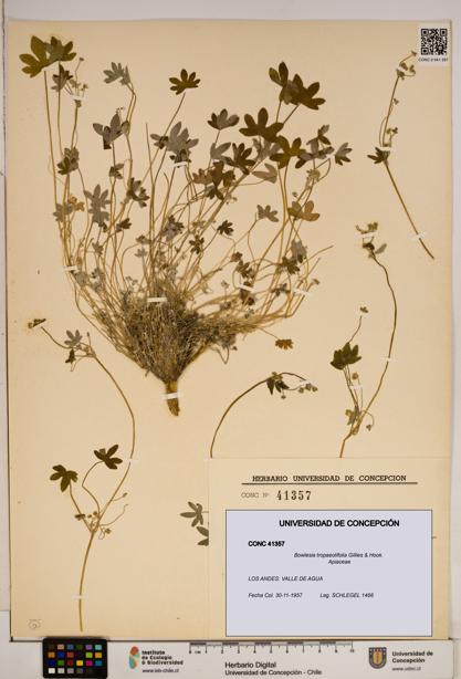 Bowlesia tropaeolifolia [Espécimen: ]