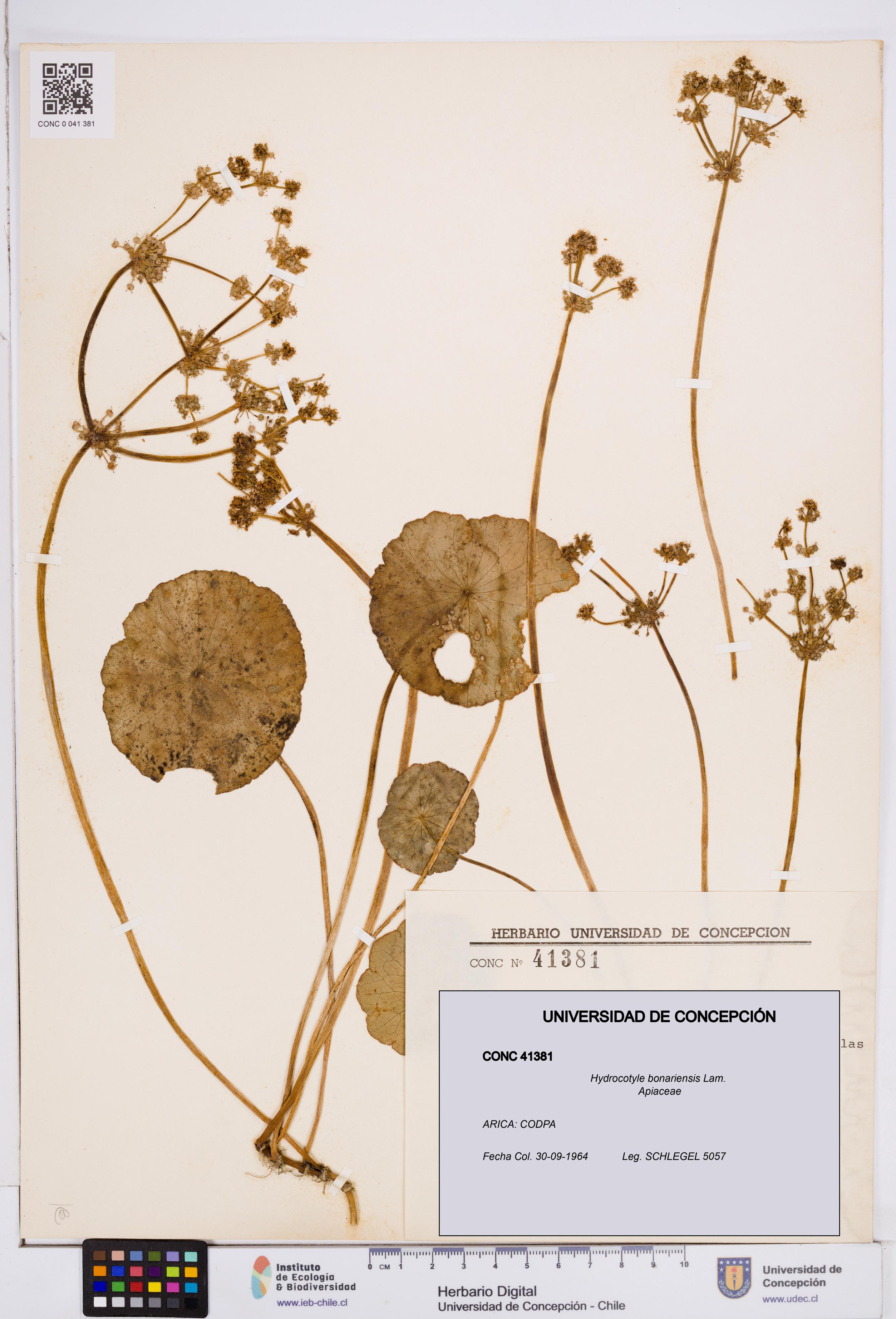 Hydrocotyle bonariensis [Espécimen: ]