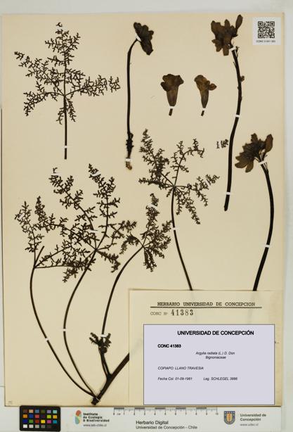 Argylia radiata [Espécimen: UDEC:CONC:0041383]