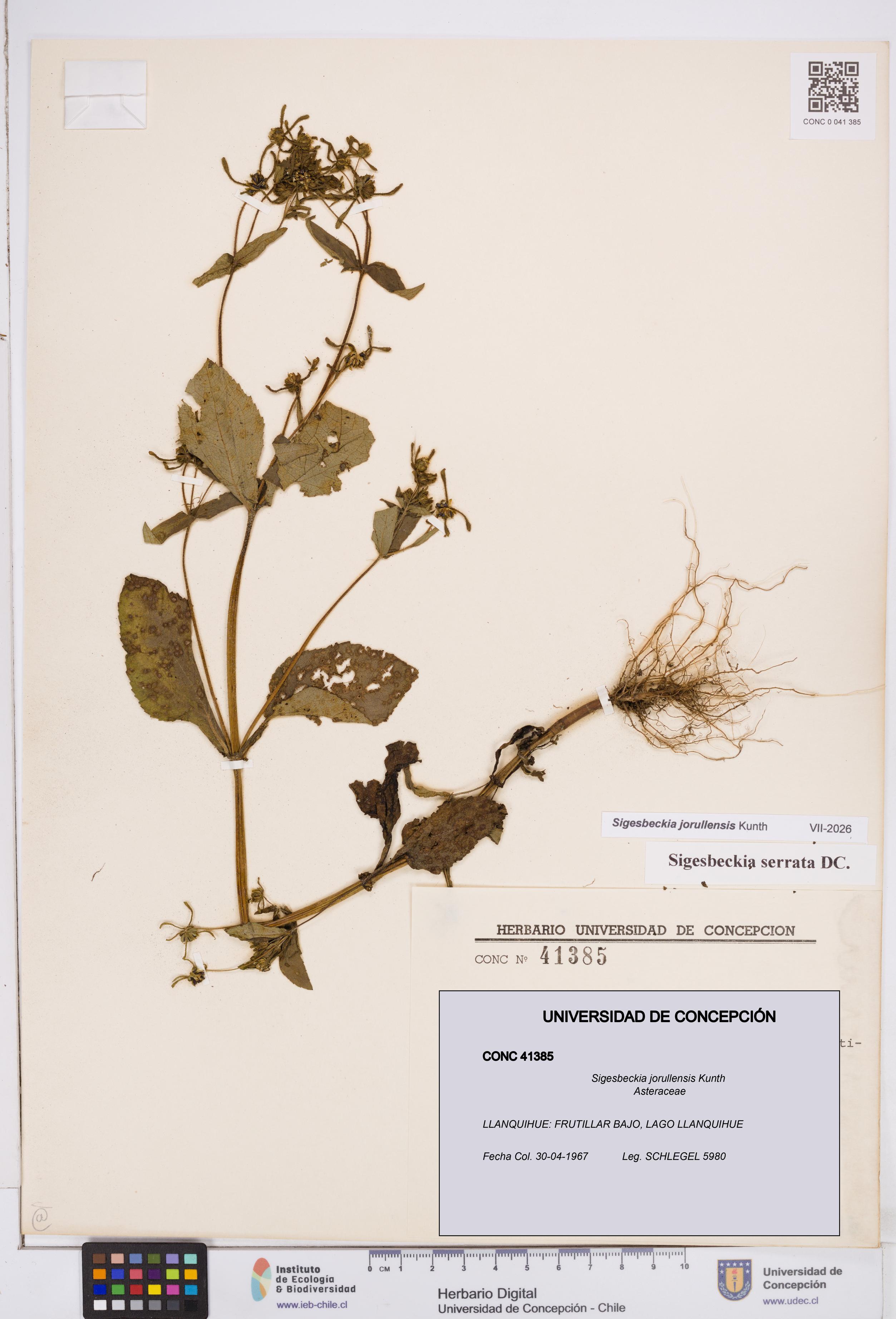 Sigesbeckia jorullensis [Espécimen: ]