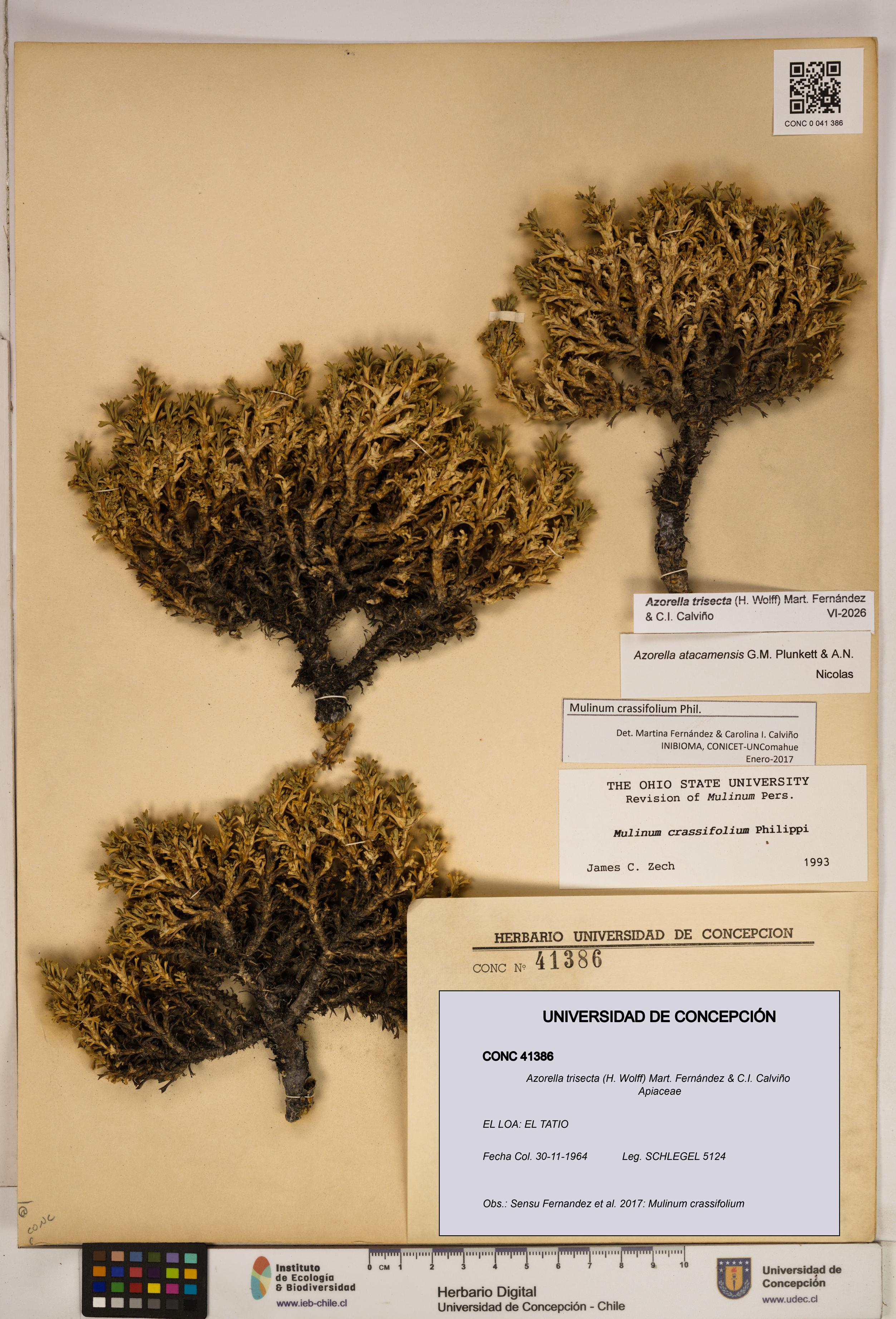Azorella trisecta [Espécimen: ]