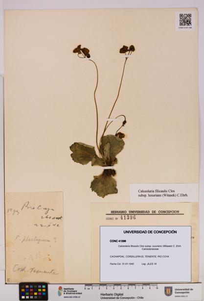 Calceolaria filicaulis [Espécimen: UDEC:CONC:0041396]