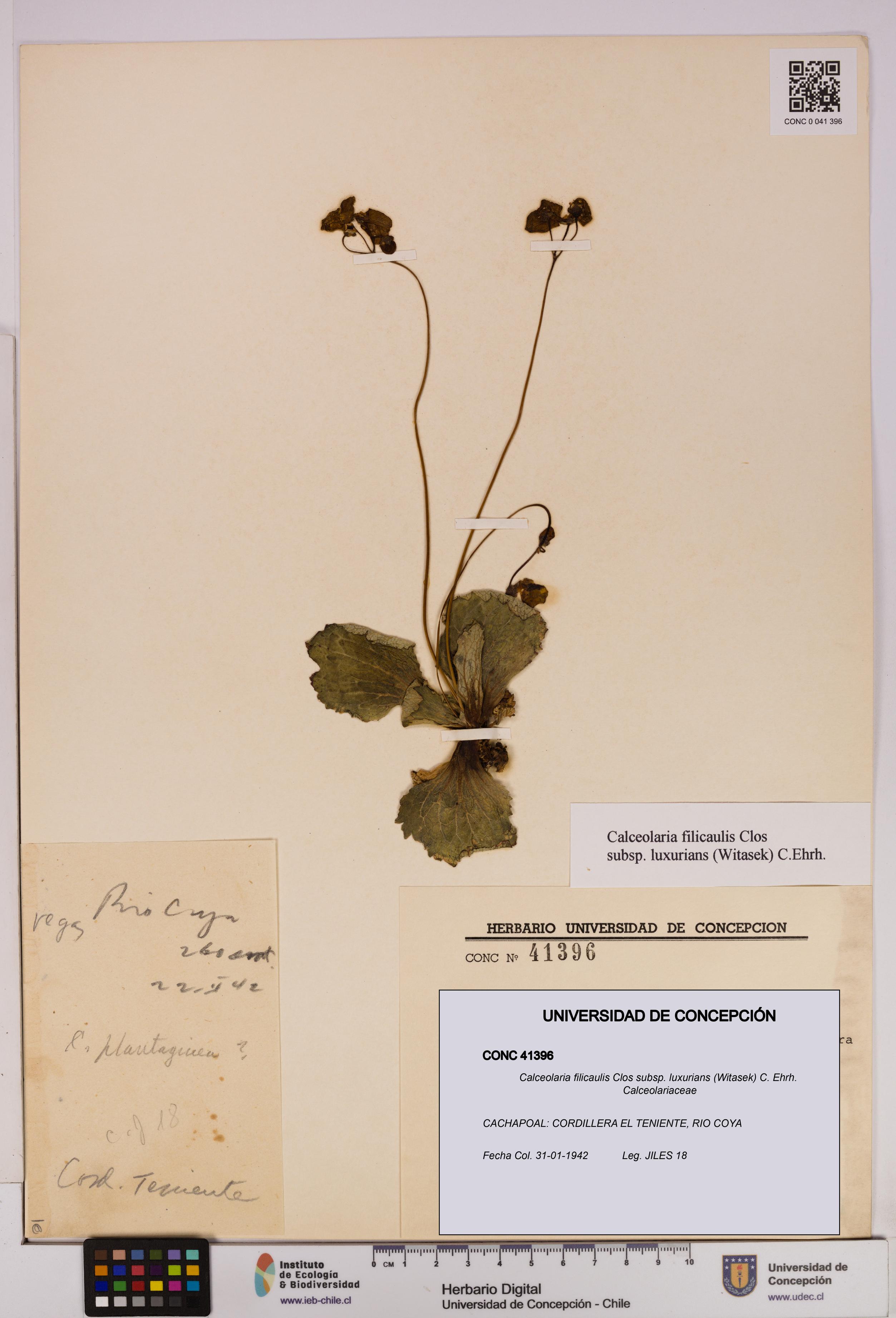 Calceolaria filicaulis [Espécimen: UDEC:CONC:0041396]