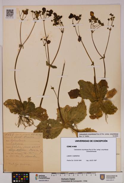 Calceolaria corymbosa [Espécimen: UDEC:CONC:0041403]