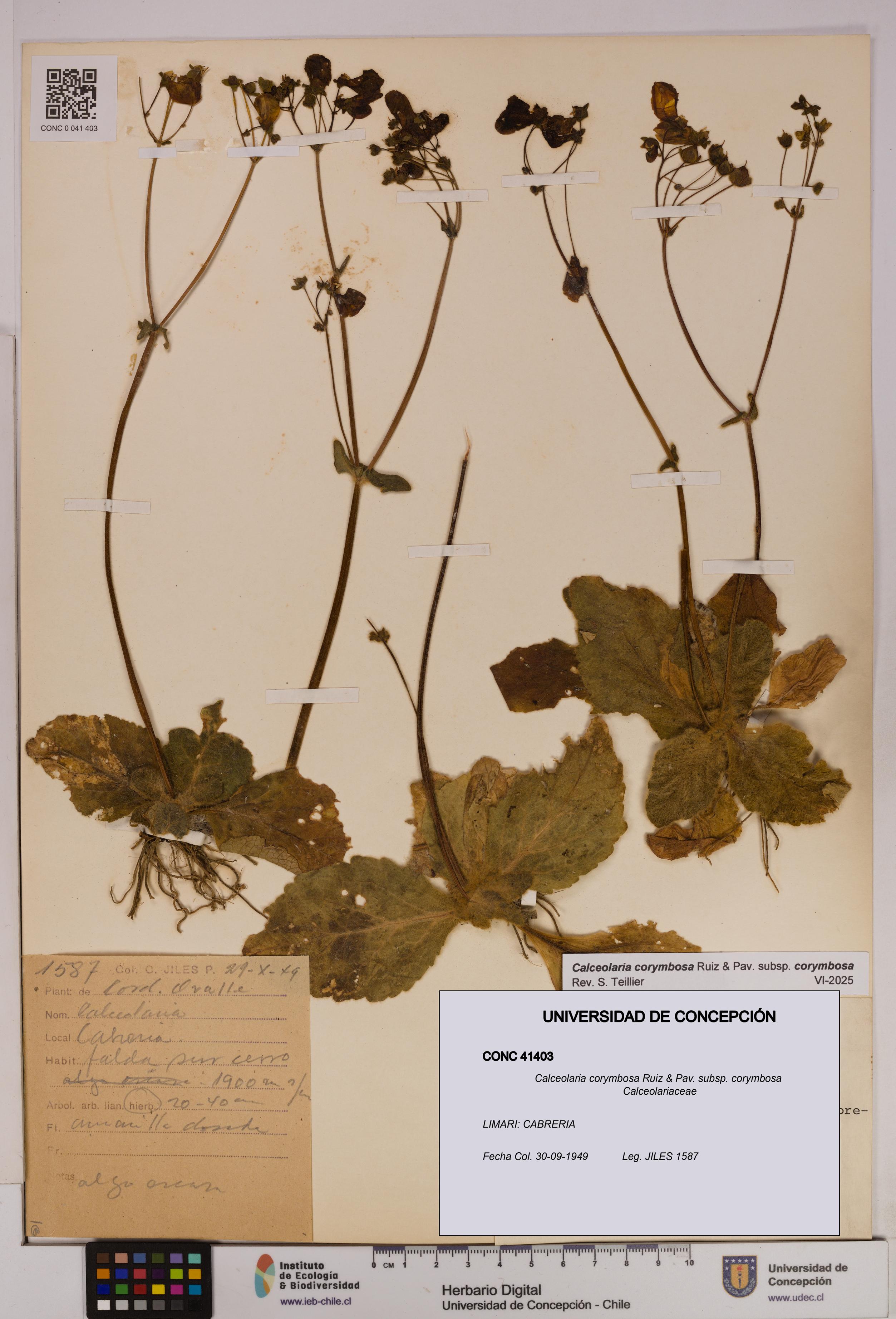 Calceolaria corymbosa [Espécimen: UDEC:CONC:0041403]