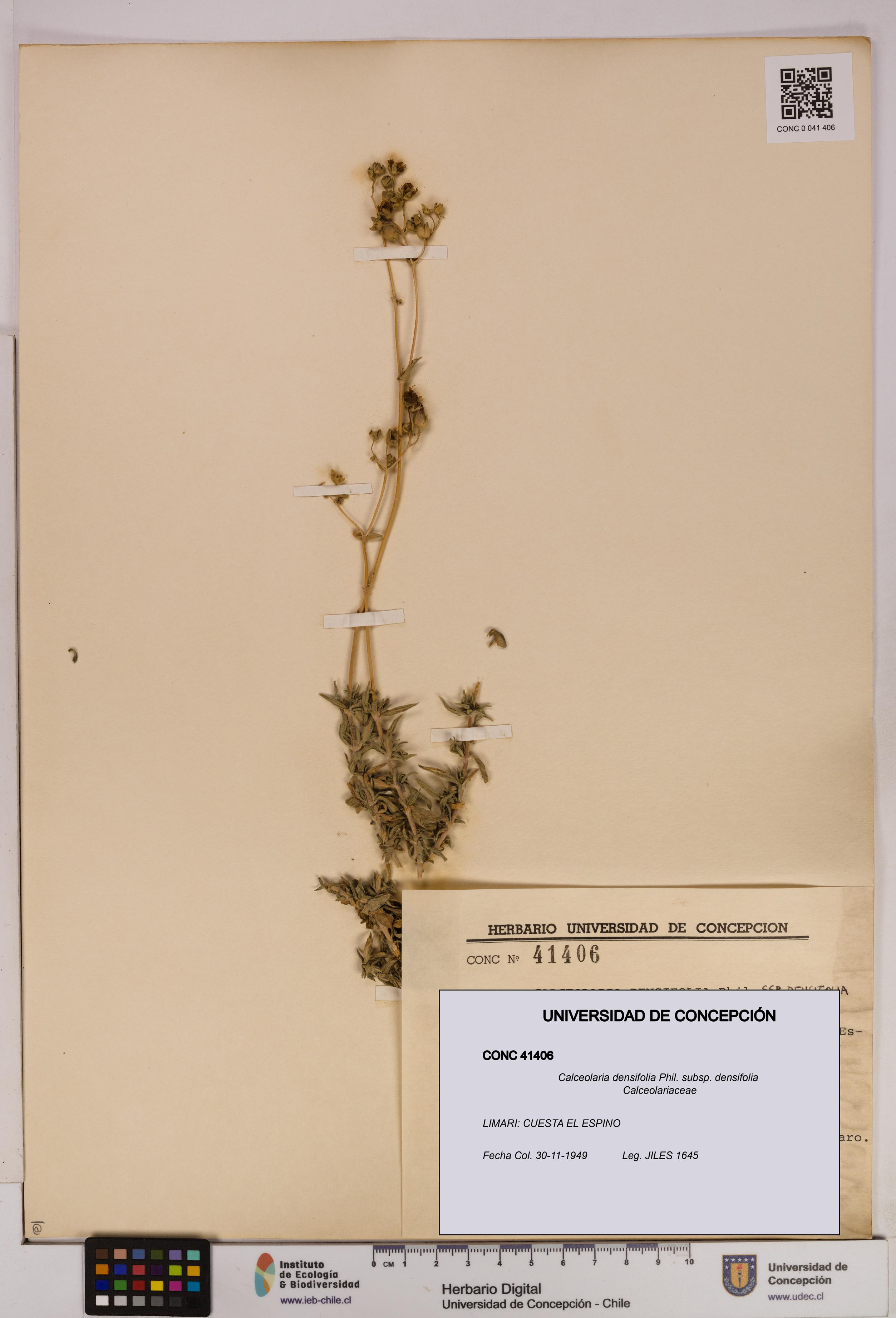 Calceolaria densifolia subsp. densifolia [Espécimen: UDEC:CONC:0041406]