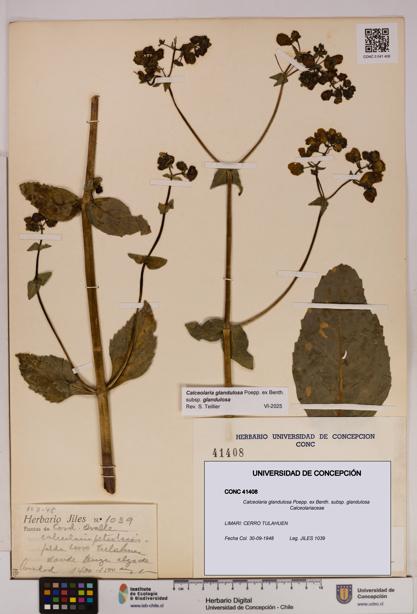 Calceolaria glandulosa [Espécimen: UDEC:CONC:0041408]