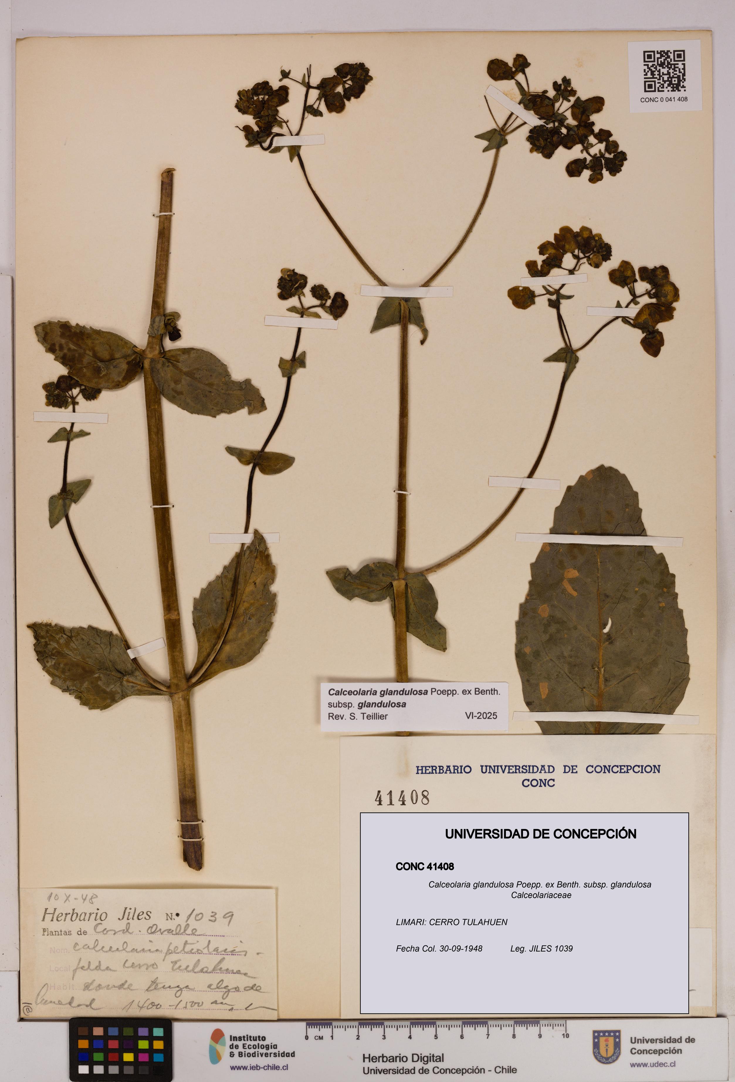 Calceolaria glandulosa [Espécimen: UDEC:CONC:0041408]