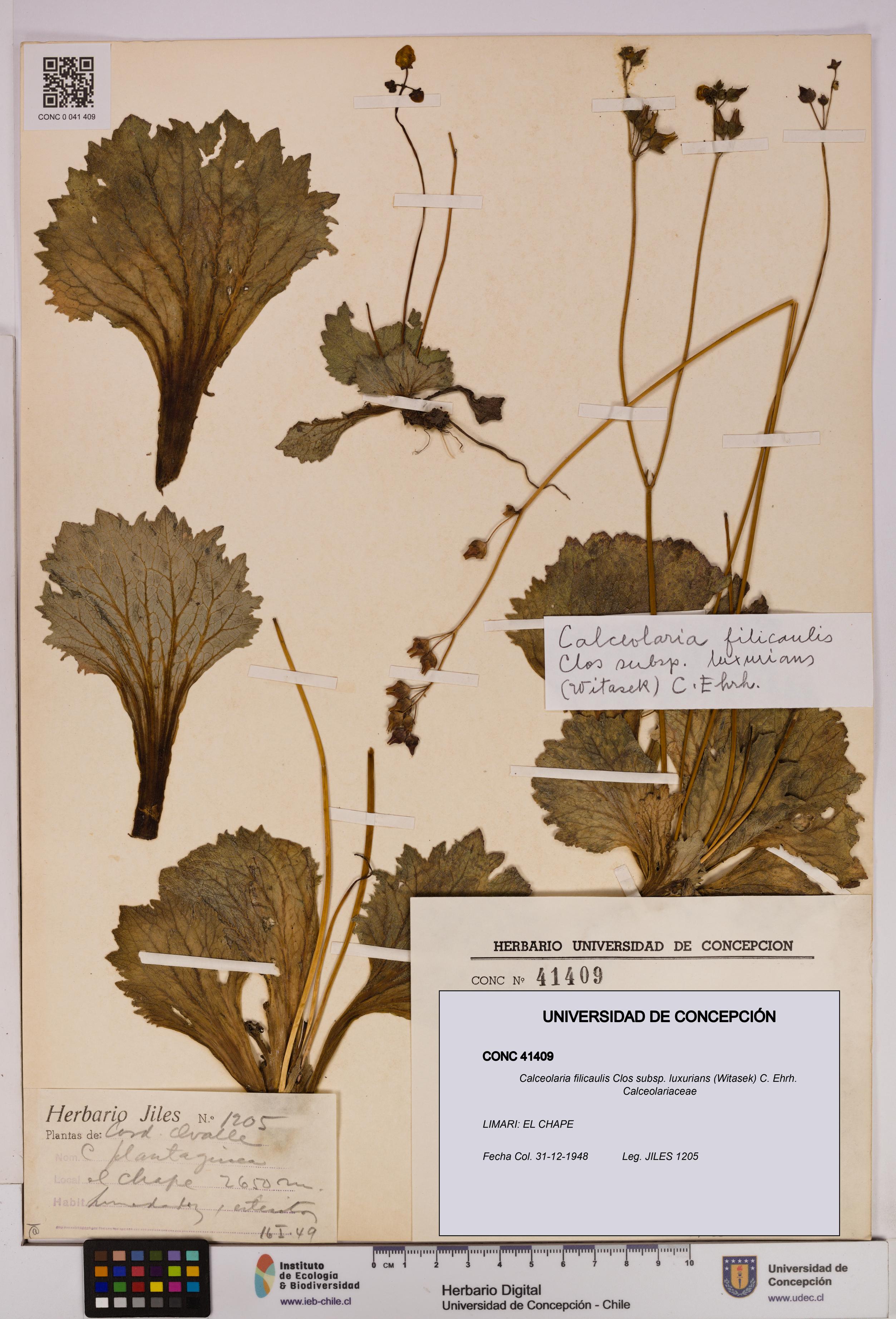 Calceolaria filicaulis [Espécimen: UDEC:CONC:0041409]
