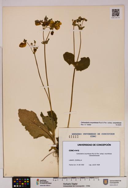 Calceolaria corymbosa [Espécimen: UDEC:CONC:0041412]