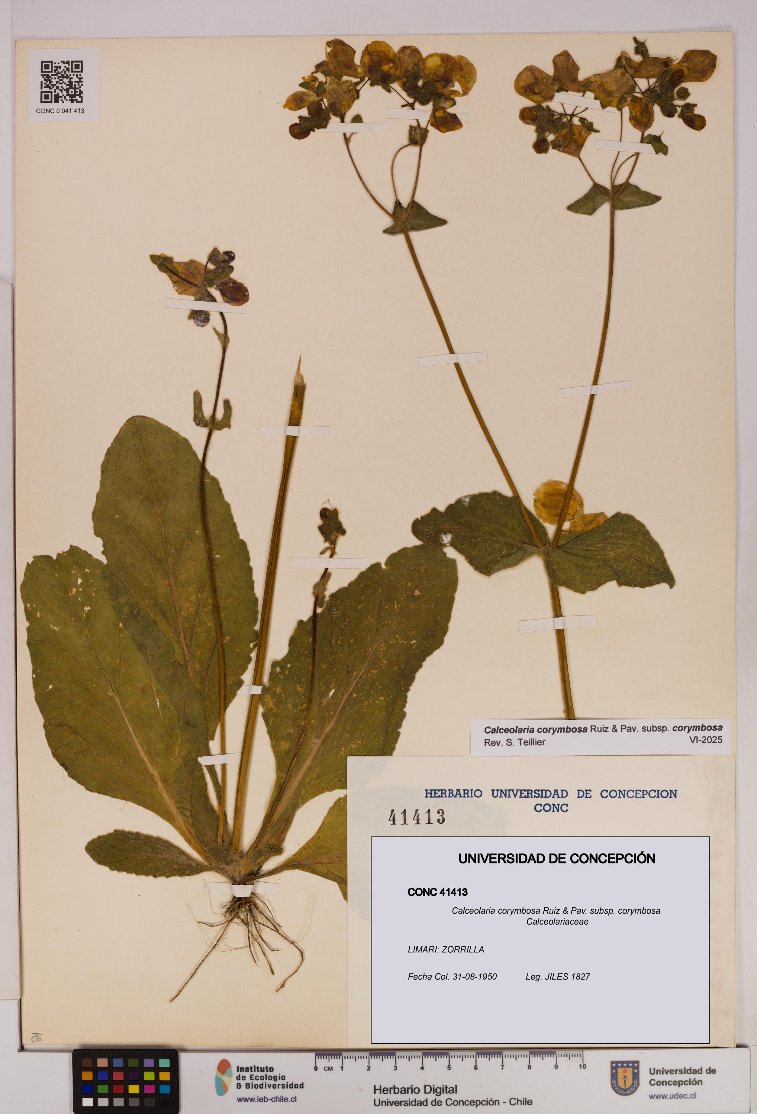 Calceolaria corymbosa [Espécimen: UDEC:CONC:0041413]