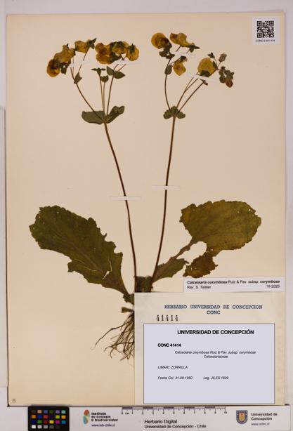 Calceolaria corymbosa [Espécimen: UDEC:CONC:0041414]