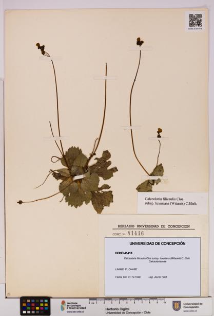 Calceolaria filicaulis [Espécimen: UDEC:CONC:0041416]