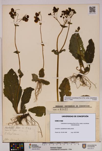 Calceolaria corymbosa [Espécimen: UDEC:CONC:0041422]