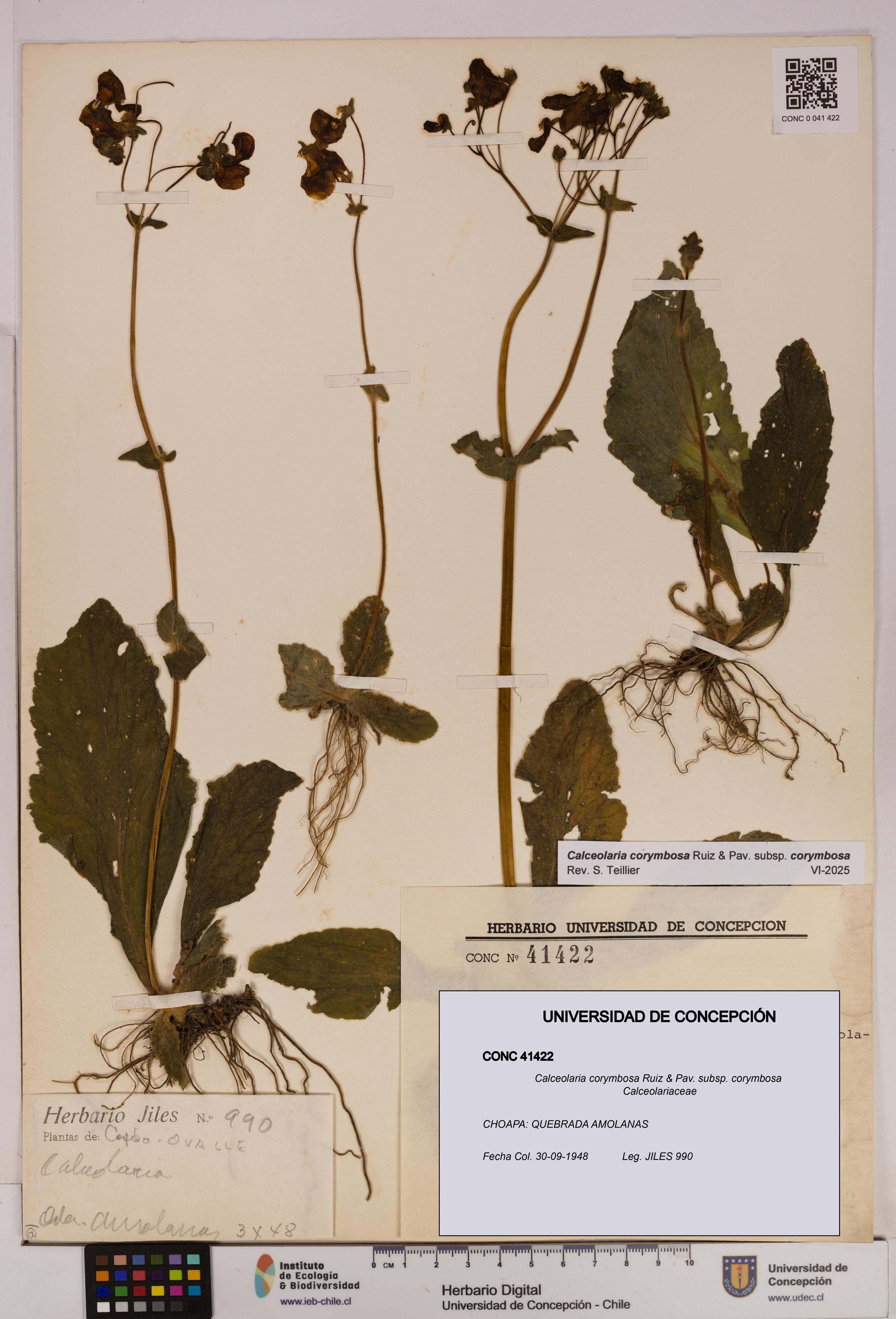 Calceolaria corymbosa [Espécimen: UDEC:CONC:0041422]