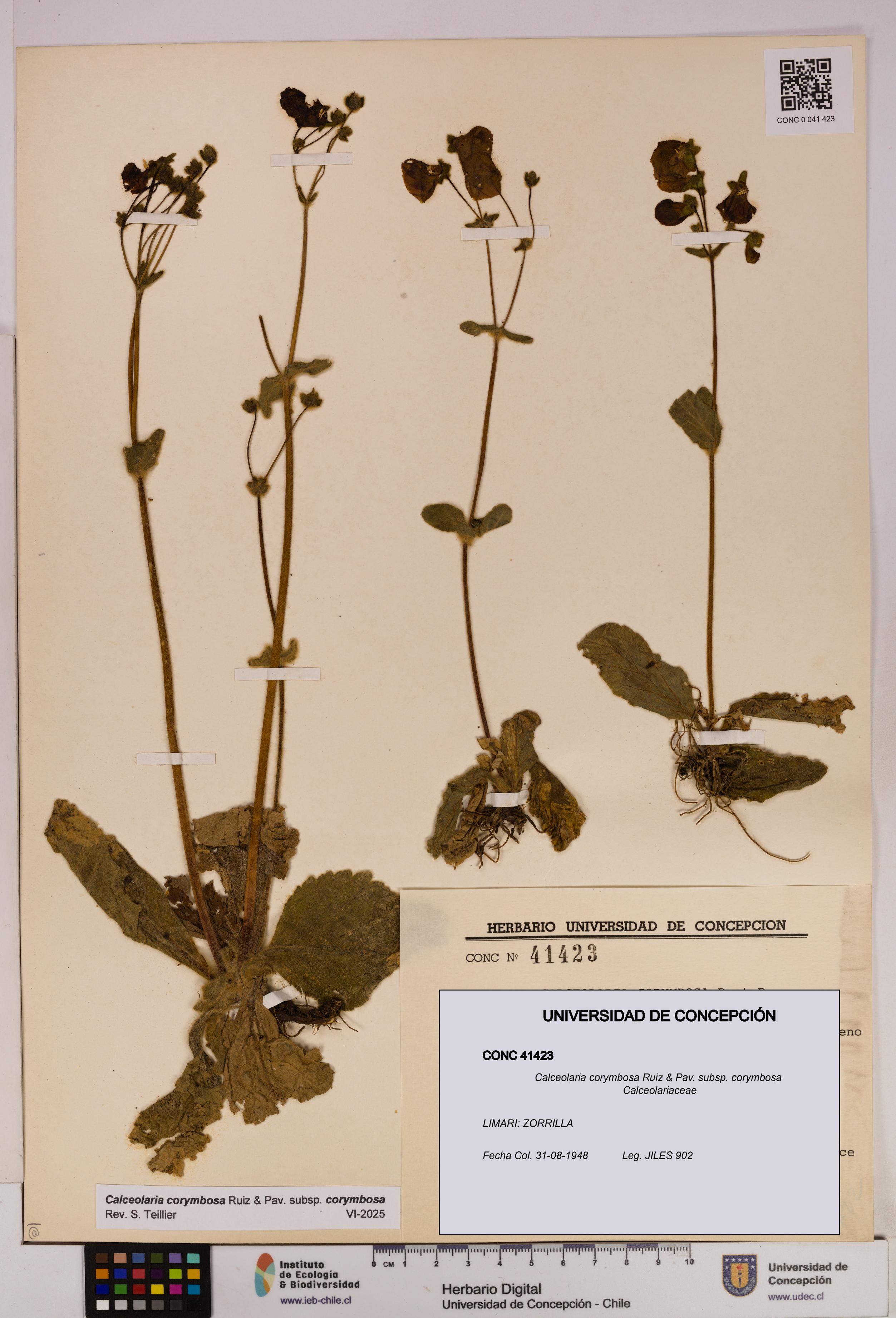 Calceolaria corymbosa [Espécimen: UDEC:CONC:0041423]