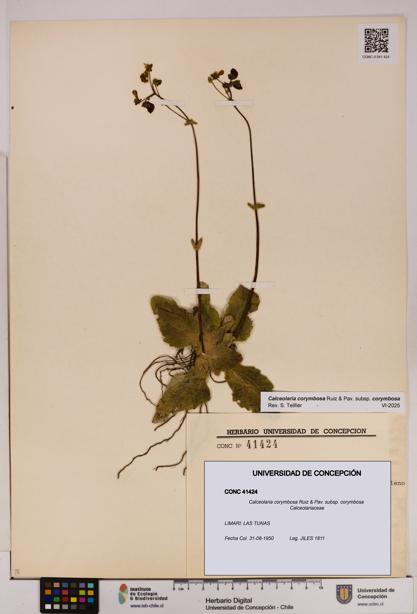 Calceolaria corymbosa [Espécimen: UDEC:CONC:0041424]