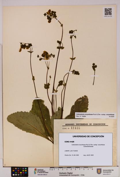 Calceolaria corymbosa [Espécimen: UDEC:CONC:0041425]