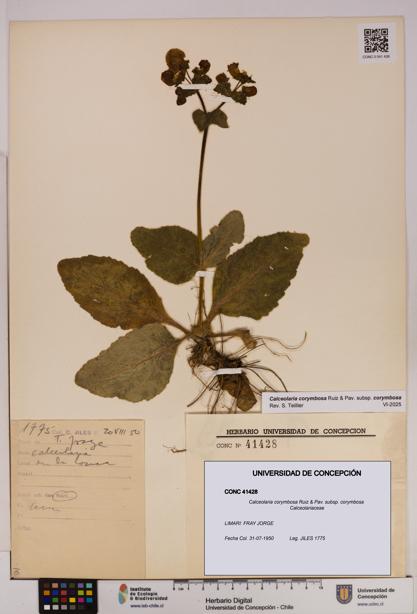 Calceolaria corymbosa [Espécimen: UDEC:CONC:0041428]