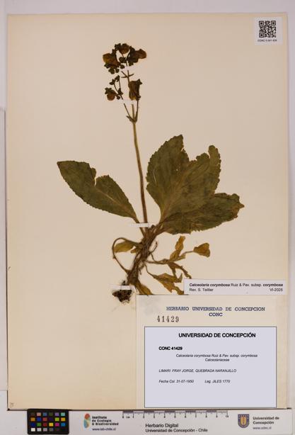 Calceolaria corymbosa [Espécimen: UDEC:CONC:0041429]